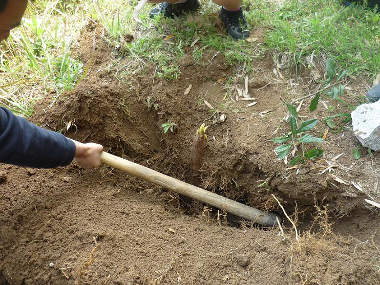 庭院竹子根笋竹四季食用南竹北方耐寒植物楠竹苗根茎 楠竹根8芽节一根