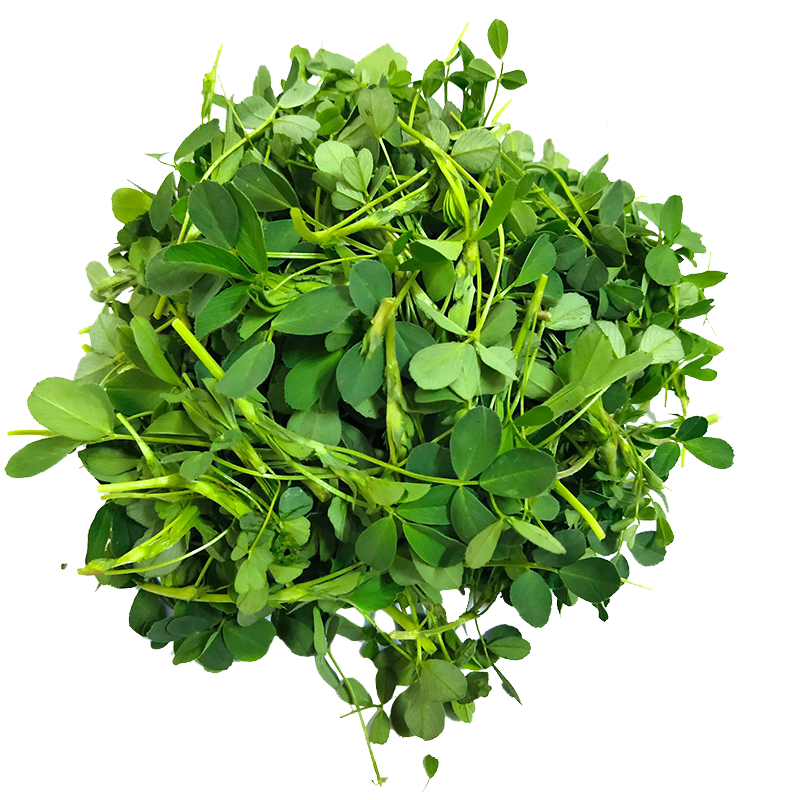 苜蓿芽新鲜食用现摘露天头茬苜蓿菜草头农家现挖野菜3斤苜蓿菜甄选现
