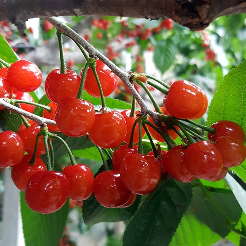 四川攀枝花米易黄草新鲜樱桃玛瑙红水果冷链纯甜樱桃 2.5斤
