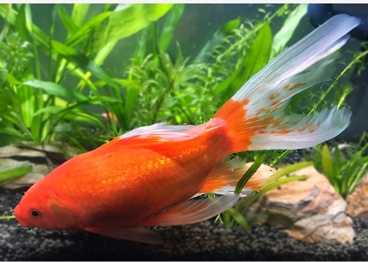 优鱼若宠大红草金鱼金鲫鱼红鲫鱼冷水鱼精品长尾红草金2123cm1条