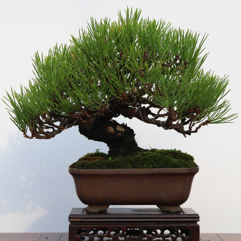 黑松苗 盆景素材苗 十年黑松老桩造型树桩 雪松苗罗汉松小苗五针松