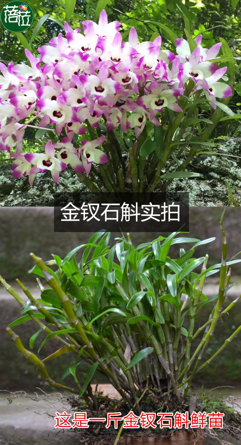 石斛带叶品种球花石斛鼓槌石斛翅梗石斛黑毛石斛密花石斛长苏石斛花卉