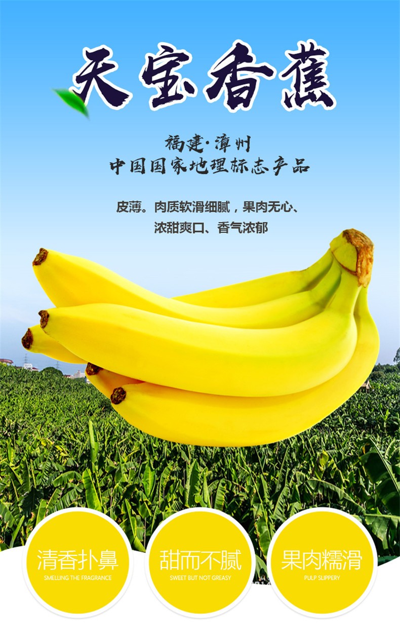 全香果福建天宝香蕉5斤新鲜水果