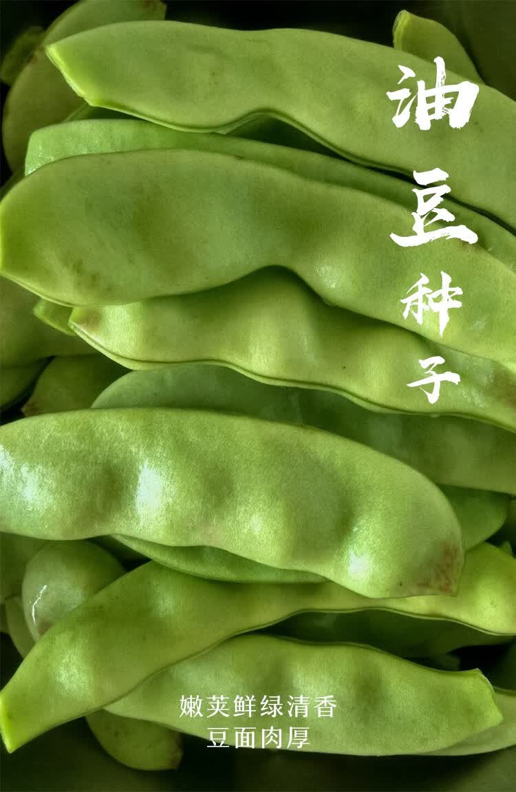 寿禾 豆种子各种豆种豇豆豌豆大荚荷兰豆长豆角八月夏秋季播种家庭