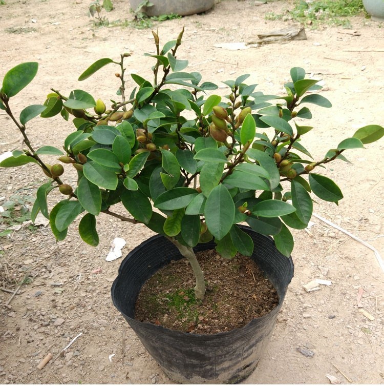 含笑花苗盆栽浓香型庭院花卉好养植物含笑花四季开花带花苞开花不断