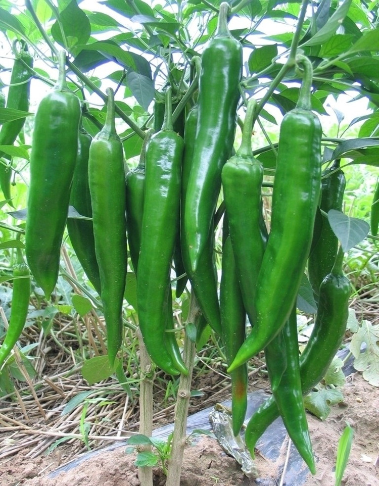 民汇园蔬菜种子辛香三号辣椒种子 辣椒苗 青皮尖椒 杭椒 杂交种 特早