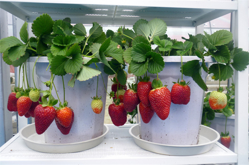 四季草莓苗 南北方当年结果树苗红颜奶油草莓苗盆栽阳台种植 美特莱特