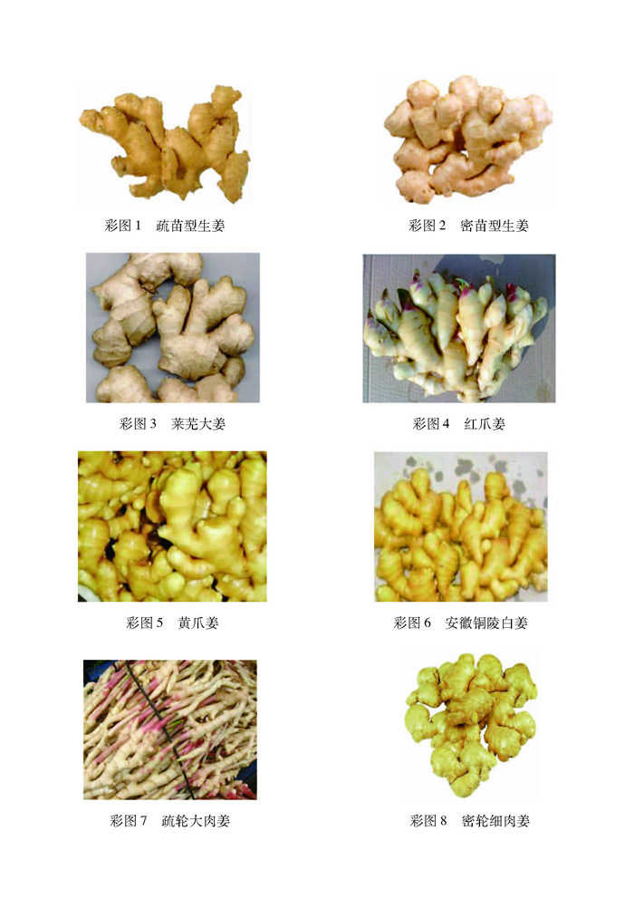 生姜高效栽培(高效种植致富直通车) 苗锦山 机械工业出版社