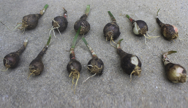 建杰园艺 风雨兰种球韭兰葱兰花苗室内阳台盆栽花卉绿植四季种植开花