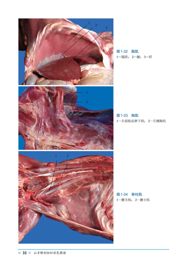 羊的肌肉解剖图图片