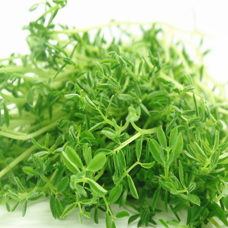 小绿扁豆苗 绿扁豆苗 微型苗装饰苗 bean (green) sprouts 50g/box g