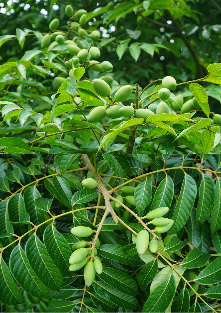 橙伯乐青橄榄发货福建闽清檀香橄榄果新鲜生吃青果煲汤5斤