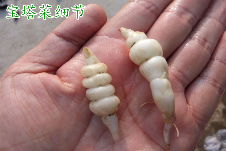 新鲜宝塔菜芋环玉坏地环地葫芦螺丝菜地牯牛1500g