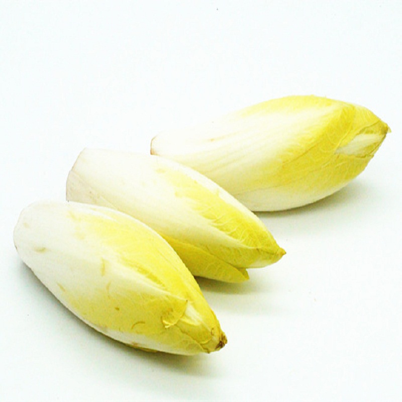 菊苣黄玉兰蔬菜新鲜endivebelgiun500g500g