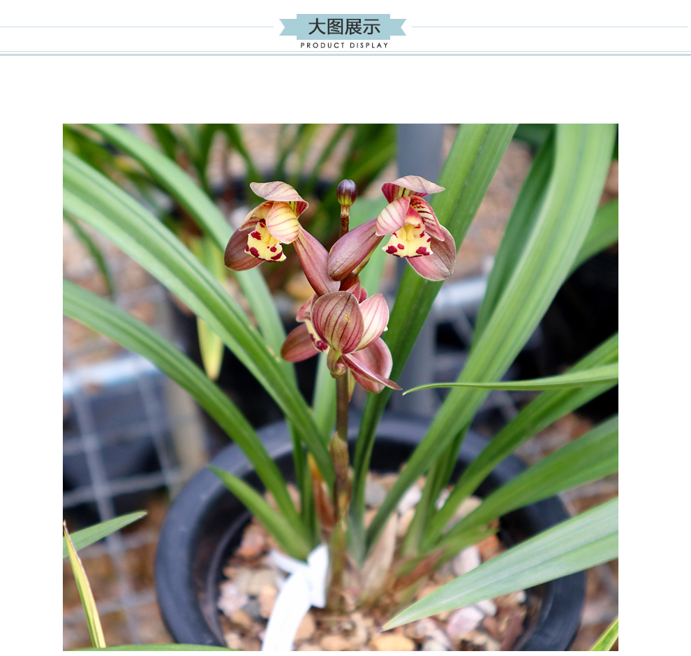 刘阁兰花建兰四季兰名品红君荷夏带浓香花苞荷瓣红色大花好养兰花卉