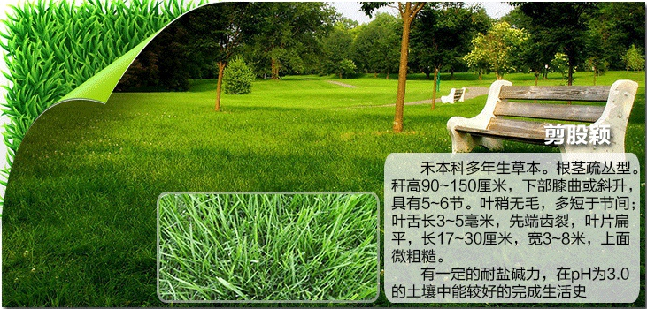出售草坪种子