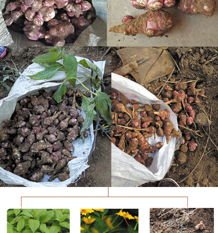 山东滨州特产红果洋姜新鲜菊芋鬼子姜腌制泡菜生姜 2.5kg