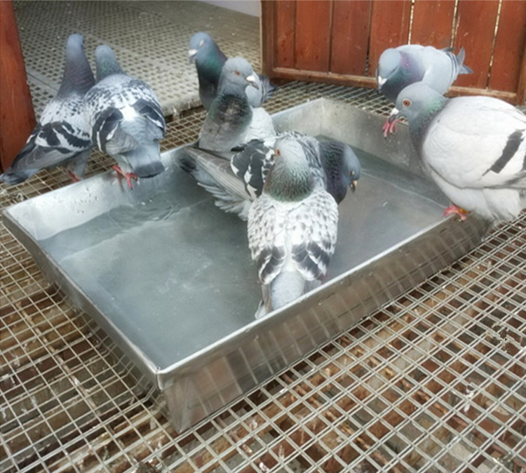 筱宠yw11信鸽用大号澡盆鸽子赛鸽洗澡盆浴盆鸽子用品用具水槽不锈钢鸽