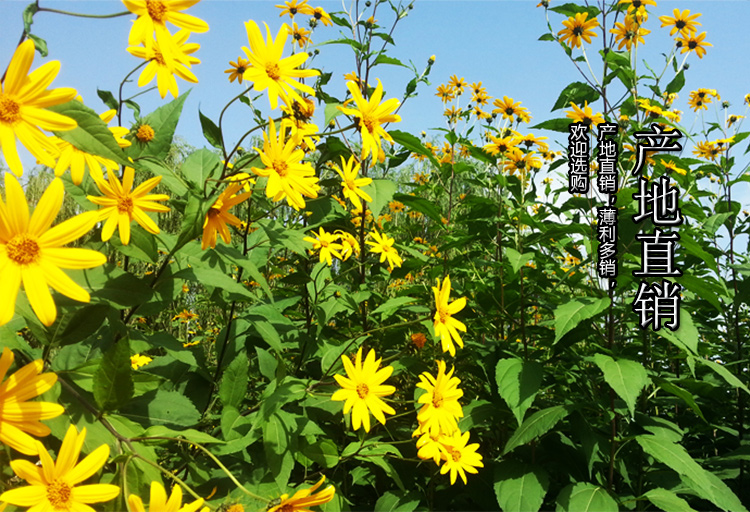 洋姜新鲜野鬼子姜现挖菊芋生姜不辣蔬菜10斤10斤划算优选