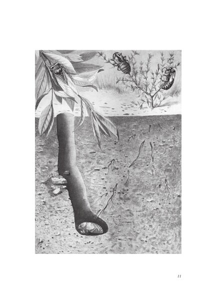 昆虫记 语文新课标必读丛书