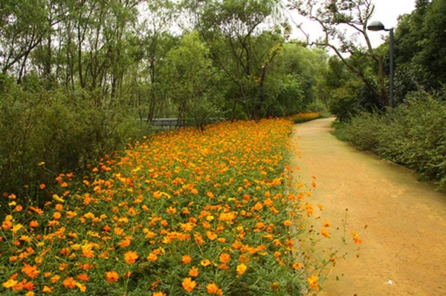夏季户外庭院花草四季易种耐旱耐热花种子硫华菊室外易活路边公园绿化