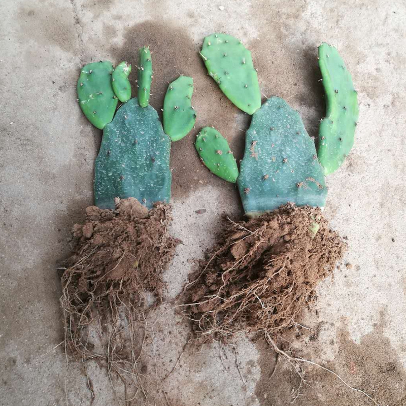 包成活 盆栽仙人掌苗 仙人掌 可食用盆栽型 带根发货 一颗2片带根