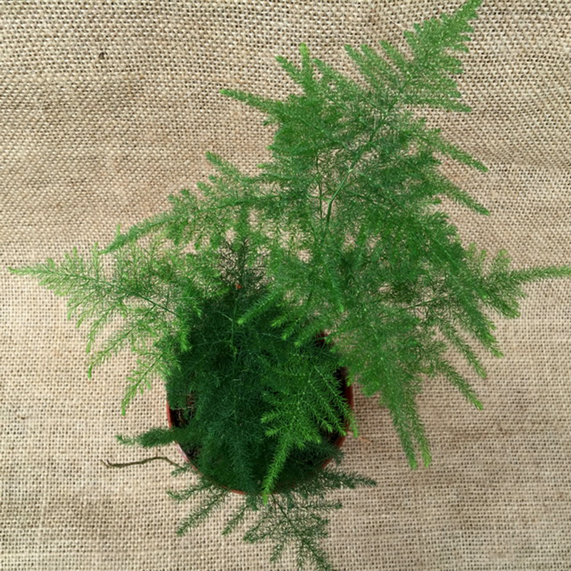 绿植净化空气防甲醛推荐盆景 四季常绿植物 10cm高文竹(m3栽好发货)