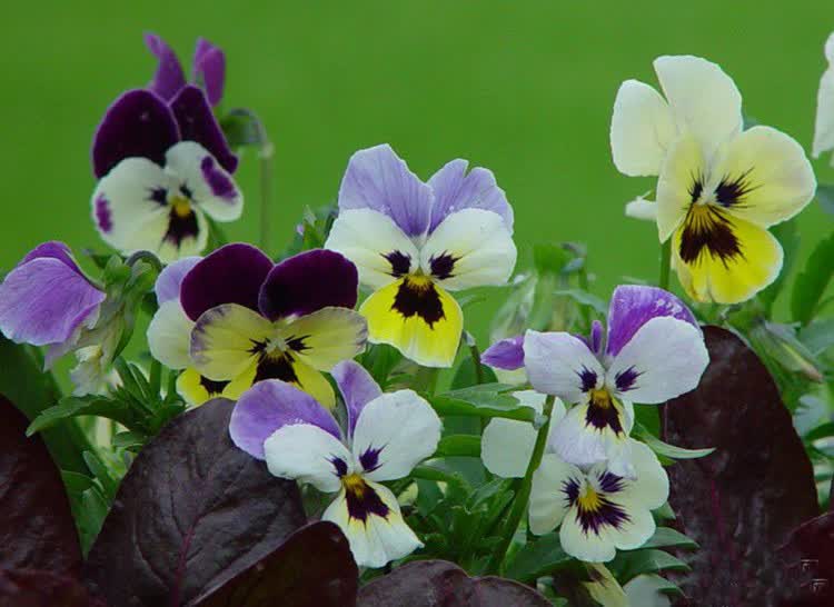 春光岛顺丰新鲜三色堇可食用花草酒店西餐烘焙糕点摆盘装饰点缀花朵