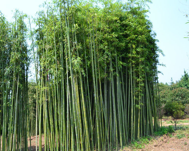 紫竹苗早园竹青竹苗金镶玉竹佛肚竹盆栽庭院绿化观赏植物金镶玉竹3年