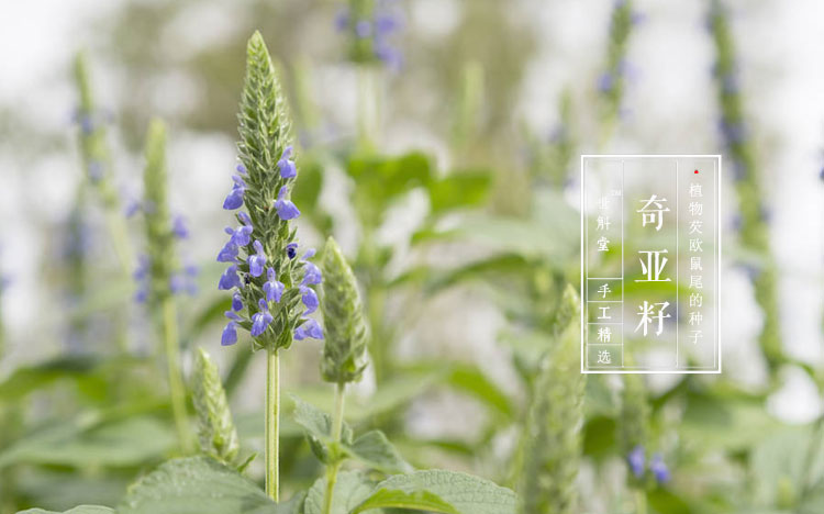 世斛堂奇亚籽奇亚子鼠尾草chiaseed奇雅子饱腹代餐奇牙籽可打奇亚籽籽