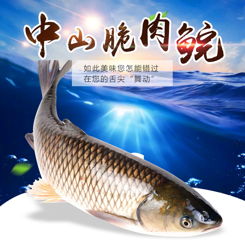 【活鲜】聚福鲜 中山鲜活脆肉鲩鱼 约5kg 1条 海鲜年货 火锅食材