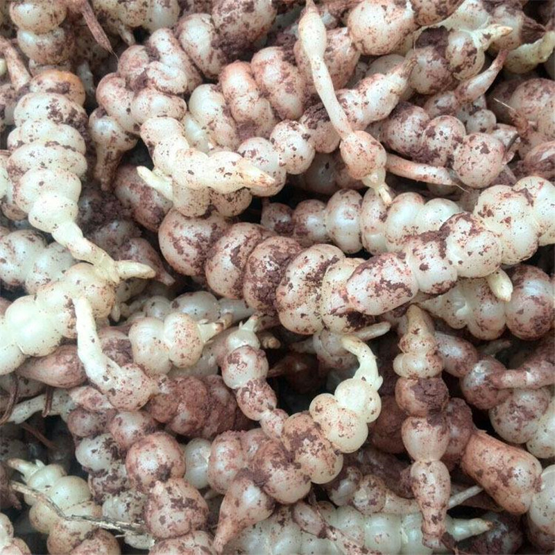 新鲜宝塔菜芋环玉坏地环地葫芦螺丝菜地牯牛1500g