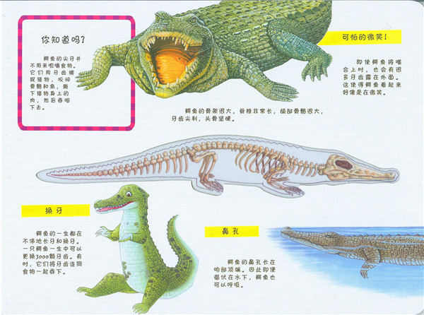 侯晓希  本书独特的设计使你能够了解鳄鱼以及其他危险动物的小知识