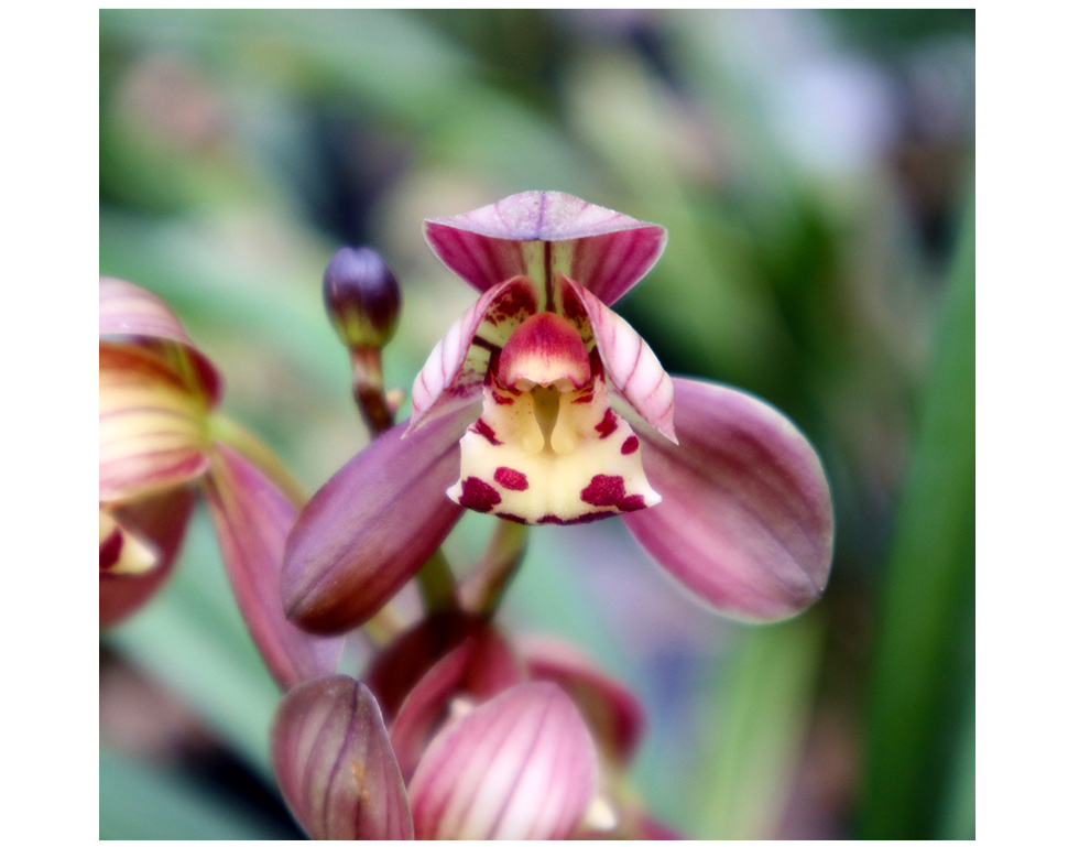 刘阁兰花建兰四季兰名品红君荷夏带浓香花苞荷瓣红色大花好养兰花卉