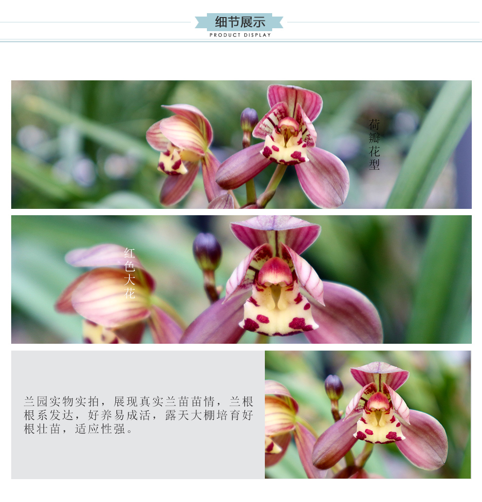 刘阁兰花 建兰四季兰名品 红君荷 现带浓香花苞 荷瓣红色大花好养兰