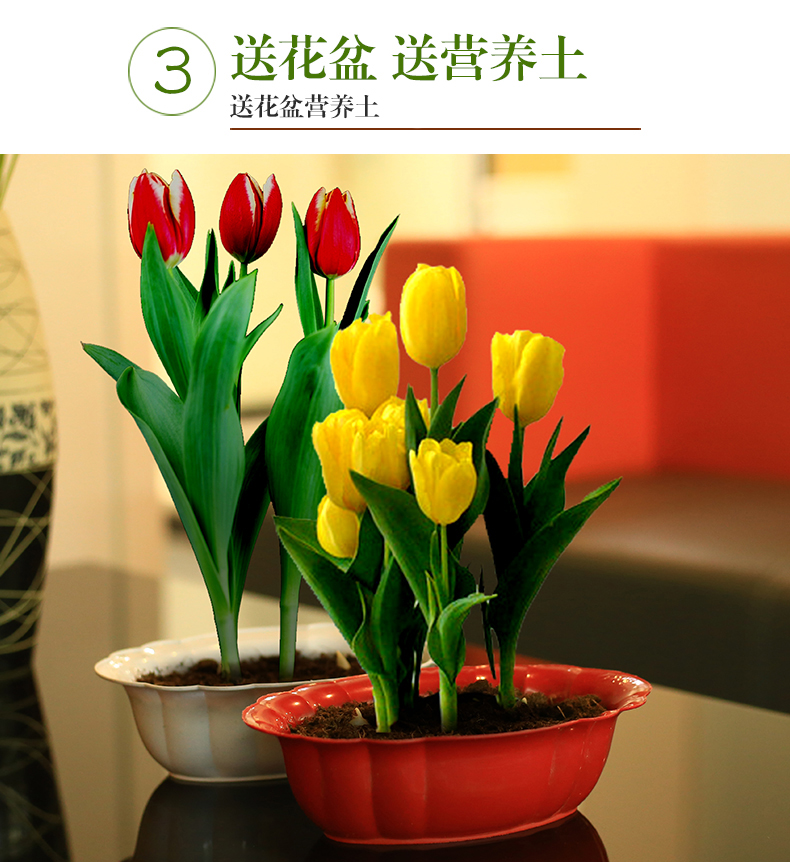 郁金香种球种子桌面土培花卉四季开花植物盆栽套餐混搭4颗球白栅栏盆