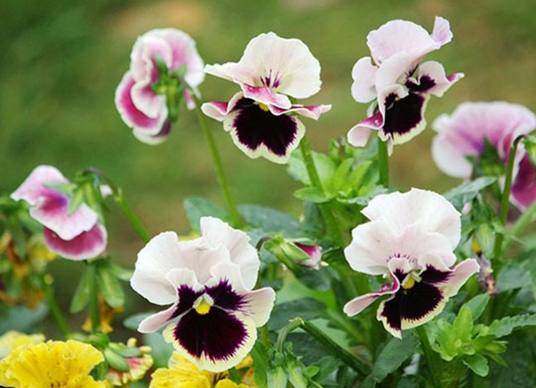 春光岛顺丰新鲜三色堇可食用花草酒店西餐烘焙糕点摆盘装饰点缀花朵