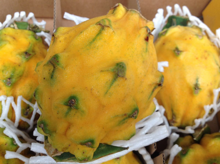 顺丰发货麒麟果燕窝果黄龙果原箱礼盒装68个