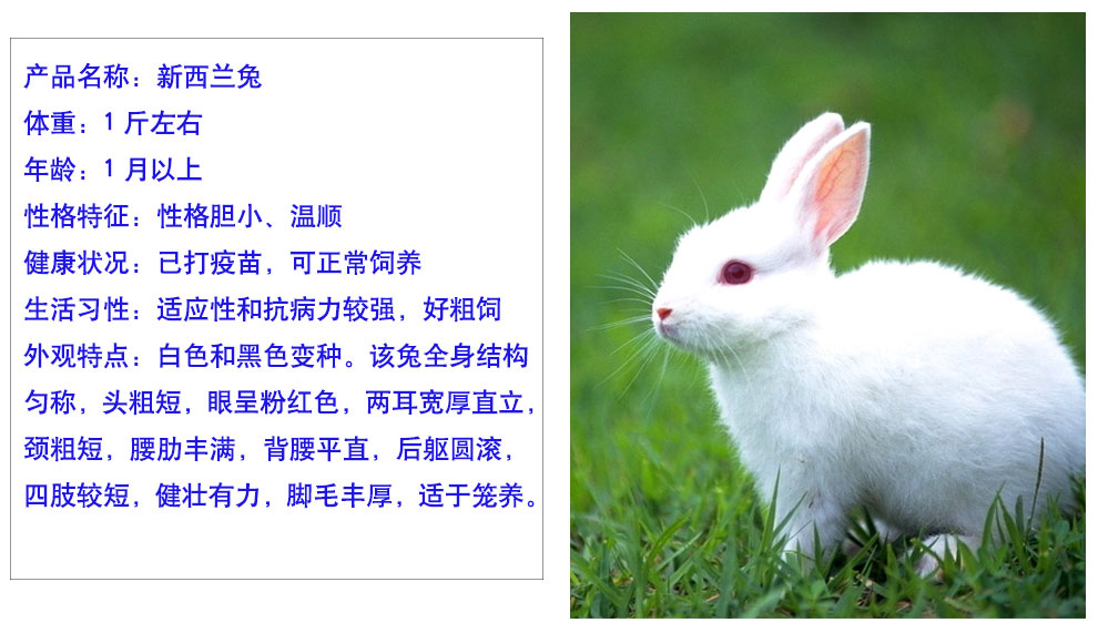朗缤 兔子活体宠物兔活体公主兔小白黑兔荷兰侏儒 垂耳 折耳猫猫兔