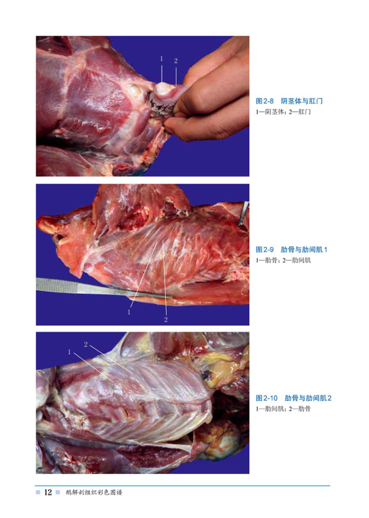 鹅解剖组织彩色图谱