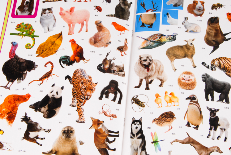 宝宝启蒙认知撕不烂贴纸书:动物世界 上 袋鼠妈妈 9787548032892