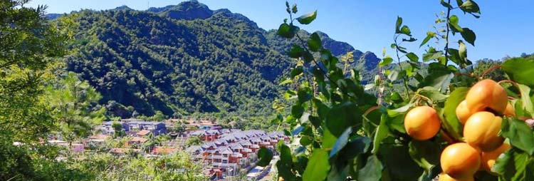 北寨红杏出身 在平谷区东北部,京东大峡谷与京东大溶洞之间,举世闻名