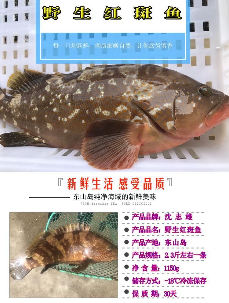 【已通过核酸检测】沈志雄 船长国产福建东山岛海捕速冻大红石斑鱼