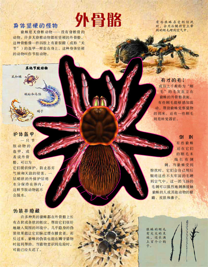 有趣的透视立体书--有趣的透视立体书—透视奇妙的狼蛛