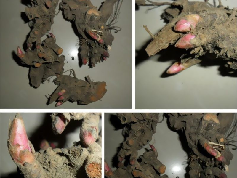 建杰园艺 特级芍药根块带芽当年开花庭院花园地栽盆栽花卉绿植多年生