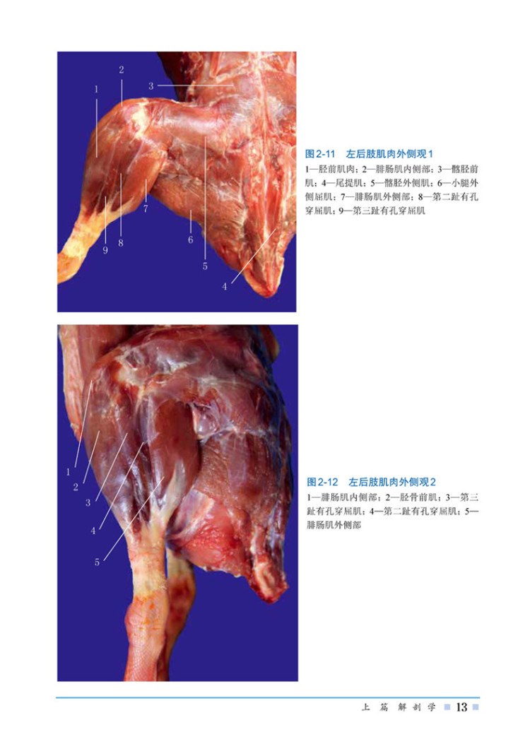 鹅解剖组织彩色图谱 9787122301819