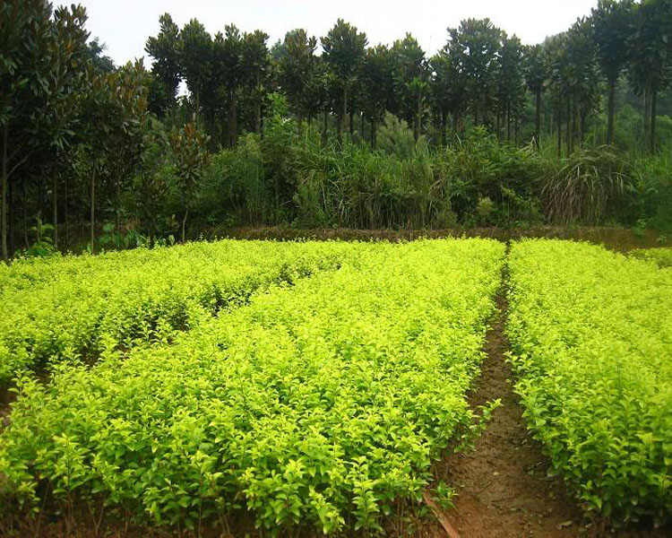 绿化苗木金叶女贞苗红色2个分叉以上