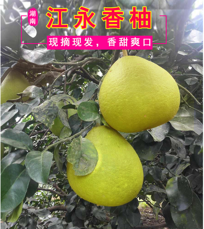 湖南江永香柚沙田柚子 新鲜水果 5kg约4-5个果