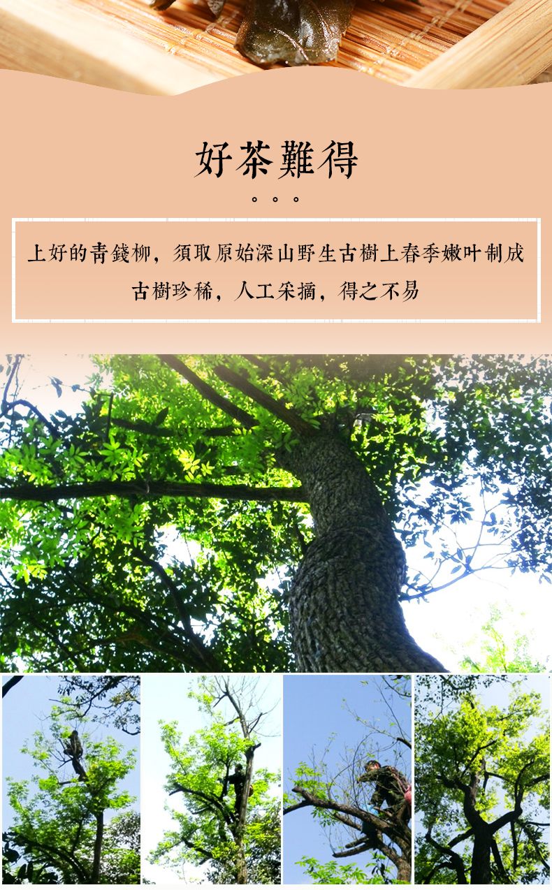 庸城青钱柳茶正品特级野生嫩叶金钱柳茶100g买1赠1买2发500g糖友养生