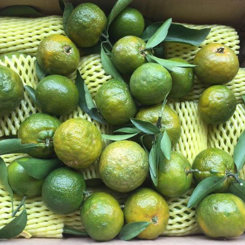 广西清香橘(现货速发)清香蜜桔青皮小橘子巴西柑甜不酸 3斤(中果)